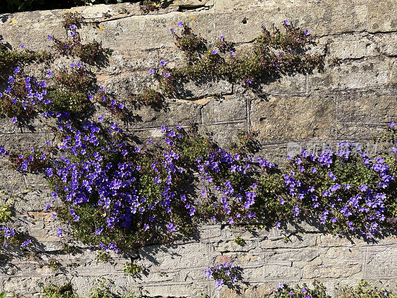 风铃花(Campanula portenschlagiana /墙风铃花)生长在干燥的石墙上，春日阳光明媚